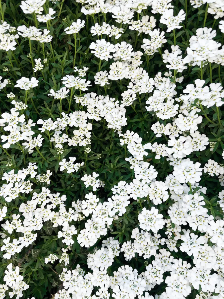白い小花が咲く春の花壇