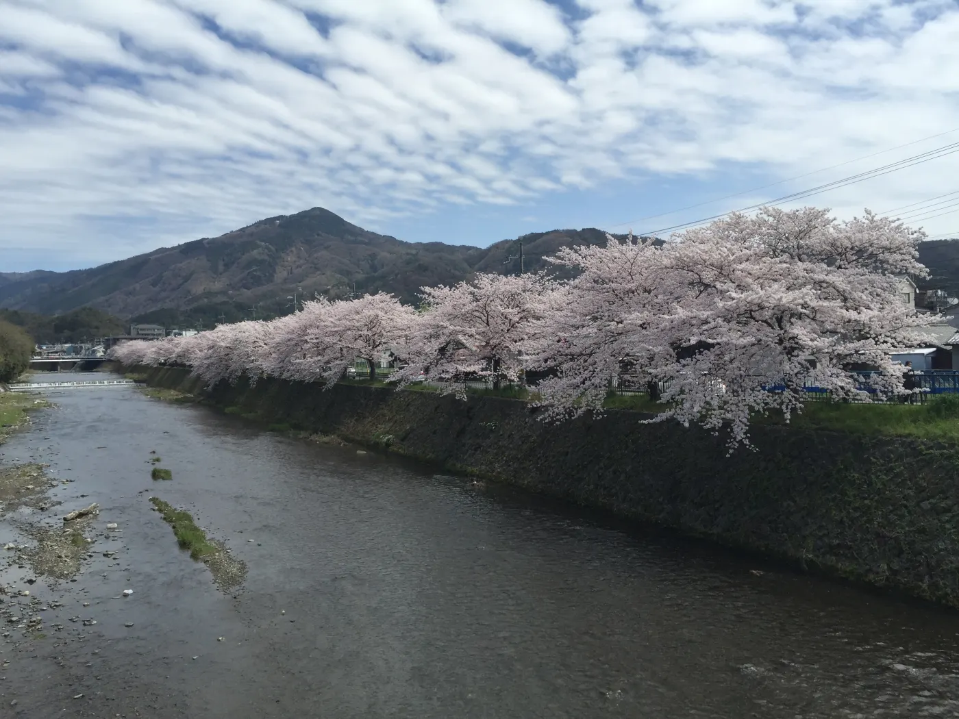 桜並木と山並みの川沿いの風景